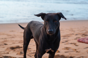 Friendly dog on the beach.