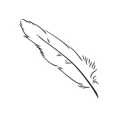 bird feathers. Hand drawn illustration converted to vector. Outline with transparent background, pen vector sketch illustration