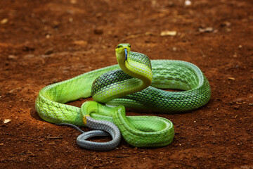 green snake, Gonyosoma oxycephalum, indonesian snake