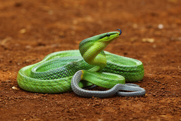 green snake, Gonyosoma oxycephalum, indonesian snake