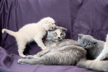Naklejka na ściany i meble two small Scottish fold cat cubs next to their mother milk and gray color