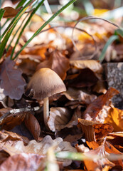 Inedible toadstool mushroom in autumn forest
