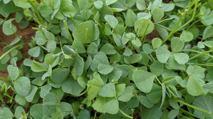 High angle shot of medicago truncatula with water drops on it growing in a farm field
