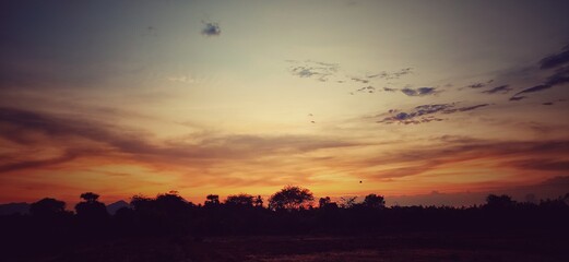 Tree silhouetted against a setting sun. Dark tree on open field dramatic sunrise