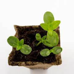 seedlings sprouts with water drops in a peat pot  on white background.