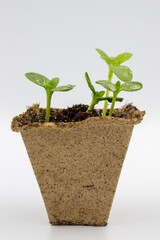 seedlings sprouts with water drops  in a peat pot  on white background.