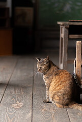 一人待つ猫　猫がいる風景