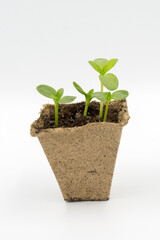 seedlings sprouts in a peat pot  on white background.