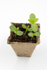 seedlings sprouts in a peat pot  on white background.
