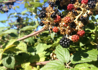 Fruits of the blackberry. Wild black and red berries growing in the bush, under the sun of Spain. Produce of the forest. Natural antioxidant, sweet, healthy.