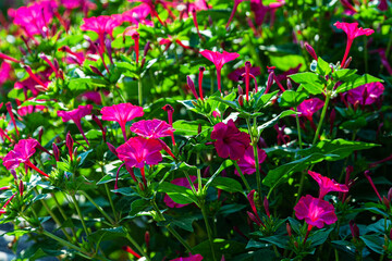 Obraz na płótnie Canvas Petunia flowers in the garden lit in the morning sun and and blurred background. Pink floriculture flowers of Petunia hybrida. Flowerbed in the open air.