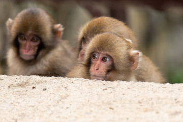 覗き込む子供のニホンザル