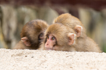 覗き込む子供のニホンザル