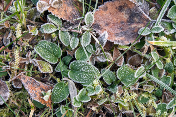 frosty leaves on ground