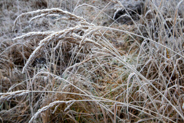 Fototapeta na wymiar frozen plants in meadow