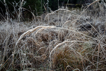 frozen plants in meadow
