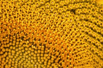 Sunflower detail on which the sun`s rays fall.Detail of yellow Sunflower which the sun`s rays fall.