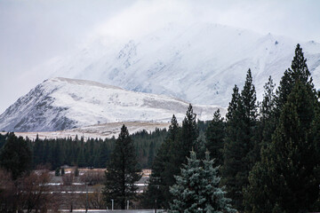 forest and white mountains