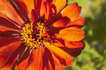 An orange flower zinnia close-up on blur green background. Youth-and-old-age flower