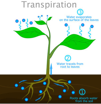 Transpiration stages in plants. Roots absorb water from the soil,  travels from root to up leaves, evaporates on the surface of the leaves. drops cycle, vapors.  Biology illustration vector