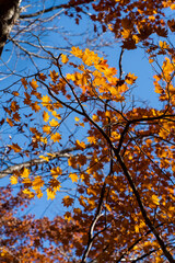 maple in Nikko, JAPAN