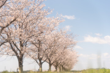 ローアングルから桜並木と青空を見上げる
