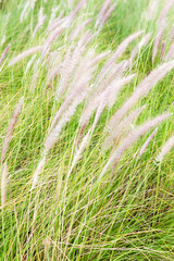 grass flowers