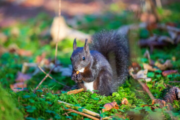 Allgäu - Eichhörnchen - niedlich - Fischen