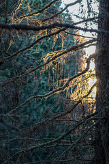 Obraz premium branches in the wood