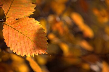 autumn leaves background