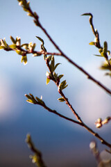 branches against sky