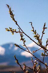 branches over mountains