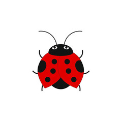 ladybug insect on white background