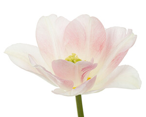 Pink flowers of Angelique tulip, isolated on white background