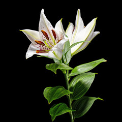 White flowers of lily, isolated on black background