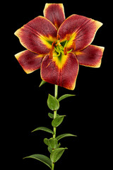 Fototapeta na wymiar Burgundy-yellow flower of lily, isolated on black background
