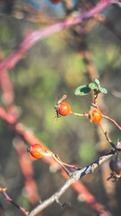 Beautiful wild rose hips in late autumn. Shooting with a Soviet manual lens.