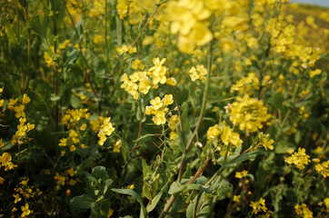 Obraz premium 넓은 들판에 가득 피어있는 노란 유채꽃