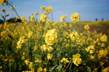 Obraz premium 넓은 들판에 가득 피어있는 노란 유채꽃