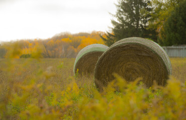 round bales of hay wrapped sitting in field in rural area countryside animal feed or roughage for...