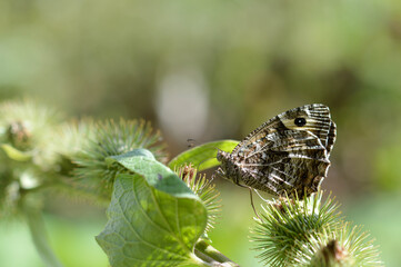 Grayling butterfly in nature, brown orange and black.