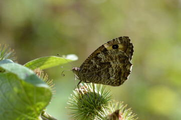 Grayling butterfly in nature, brown orange and black.