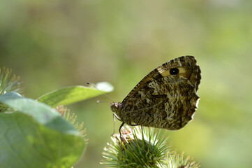 Fototapeta premium Grayling butterfly in nature, brown orange and black.