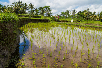 Rice fields of Bali