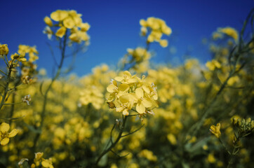 넓은 들판에 가득 피어있는 노란 유채꽃