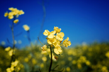 넓은 들판에 가득 피어있는 노란 유채꽃