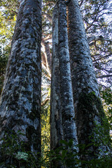 Fototapeta premium trees in the forest