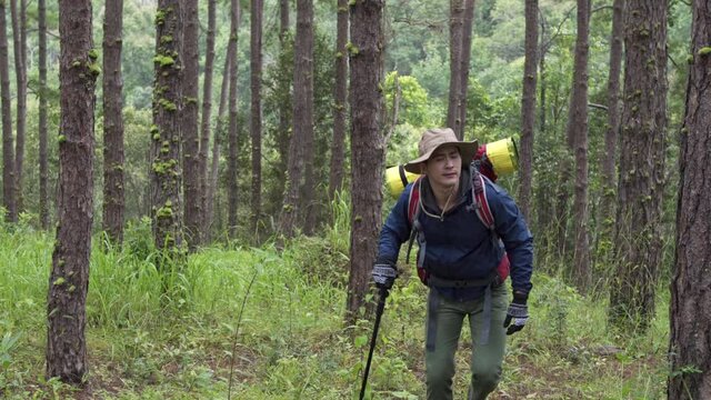 4K Handsome Asian man hiker hiking with backpack on pine forest in autumn day. Male backpacker walking alone on mountain trail. Healthy outdoor lifestyle, recreation sport and holiday vacation concept