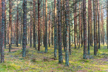 Dancing forest on the Curonian Spit in the Kaliningrad region, Russia. Pine forest with unusually...