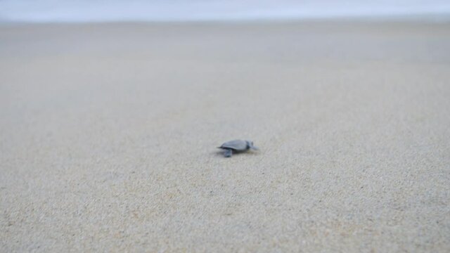 Close up shot of baby turtle walking on sandy beach towards ocean.Track shot.